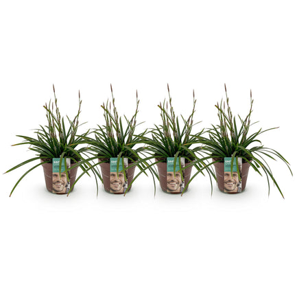 Carex morrowii Irish Green - Zegge - Groen & Geel - ↕50cm - Ø17cm - 4x