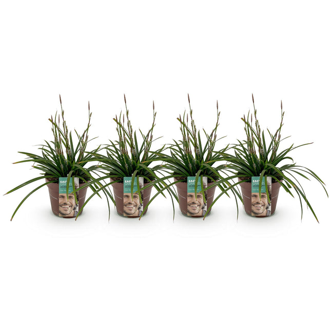 Carex morrowii Irish Green - Zegge - Groen & Geel - ↕50cm - Ø17cm - 4x