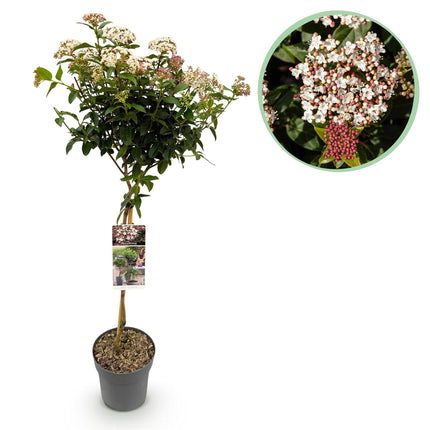 Viburnum tinus - Pianta su stelo - Pianta da terrazzo - ↕90cm - Ø19cm