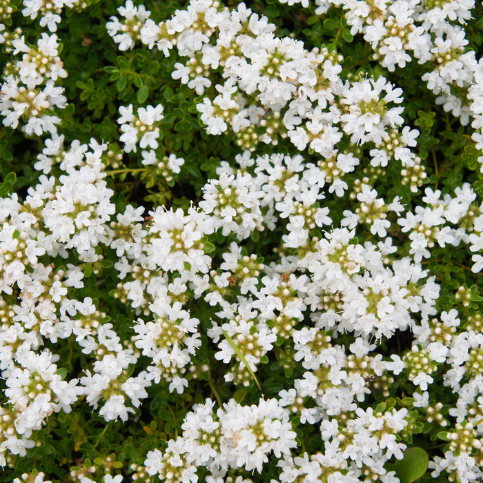 Thymus praecox 'Albiflorus' - Kruiptijm - ↕10-25cm - Ø9cm - 60x