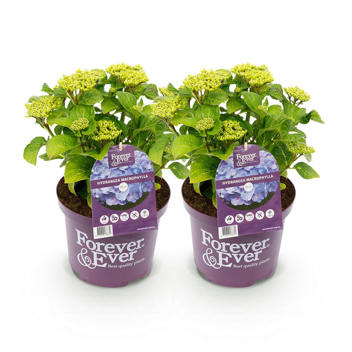 Terrasplant - Hortensia - Hydrangea Forever & Ever - Blauw - 7-12 Bloemen - 2 Planten - Pot 23cm Hoogte 55cm