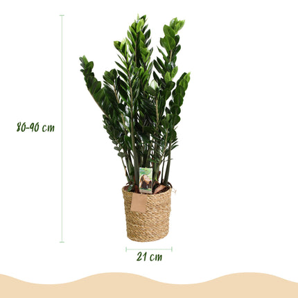 Zamioculcas - ZZ-Pflanze - mit Korb - ↕80-90cm - Ø21cm