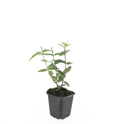 Hypericum inodorum 'Rheingold' - ↕10-25cm - Ø9cm - 48x
