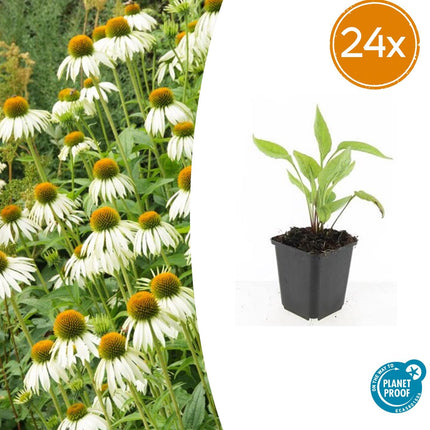 Echinacea Purpurea 'White Swan' - Zonnehoed - ↕10-25cm - Ø9cm - 24x