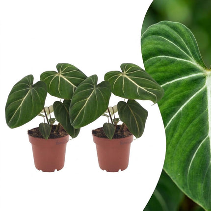 Philodendron Gloriosum - Glorie Philodendron - ↕25cm - Ø12cm - 2x