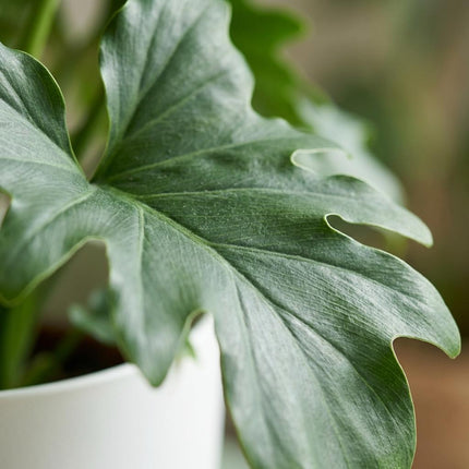 Philodendron Lickety split - met witte pot - ↕70cm - Ø19cm