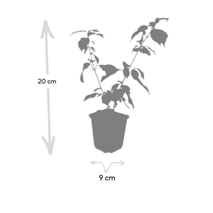 Cornus sanguinea 'Anny's Winter Orange' - Kornoelje - ↕10-25cm - Ø9cm - 12x