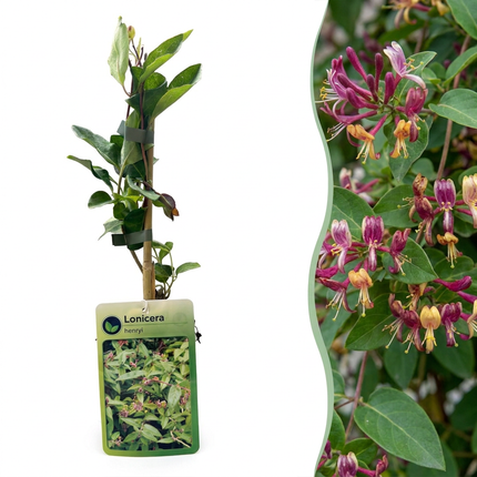 Lonicera henryi - Henrys kamperfoelie 4x - Geel - Rood - Klimplant - Ø9cm - ↕35cm