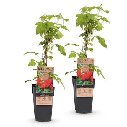 Rubus idaeus Malling Promise - Raspberry plant - Hardy - Red raspberry - 2 plants - 15cm pot - Height 50cm