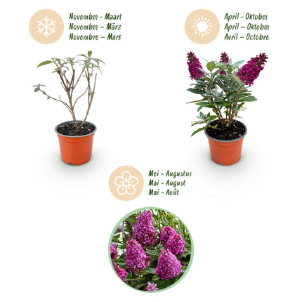 Buddleja davidii Butterfly Candy Little Ruby - Arbusto delle farfalle - Compatto - Rosso - ↕20-25cm - Ø12cm
