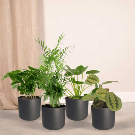 Pet-Friendly Plant Box - ↕20-40cm - Ø12cm - 4x