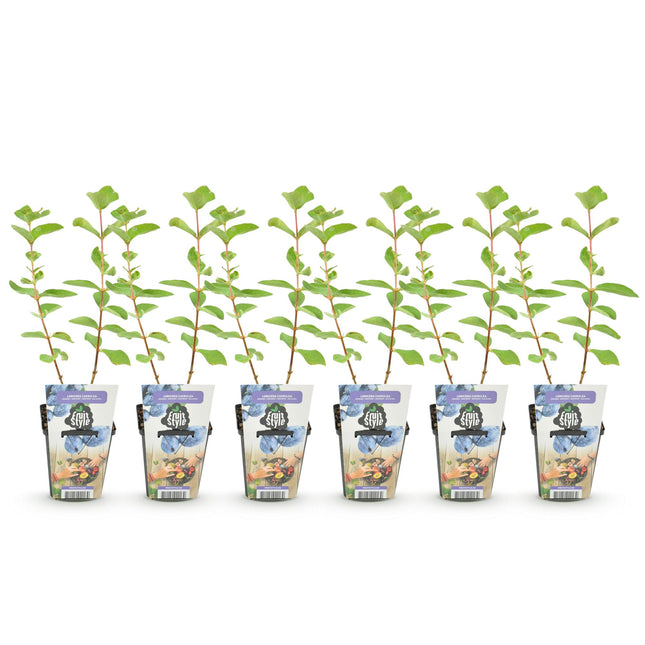 Honingbes - Lonicera caerulea Kamtschatica - Winterhard - 6 Planten - Pot 9 cm - Blauw  Bes