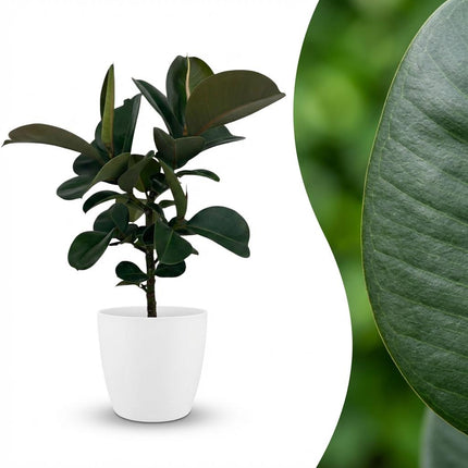 Ficus Elastica Cloe - Rubberplant - met witte pot - ↕65cm - Ø19cm
