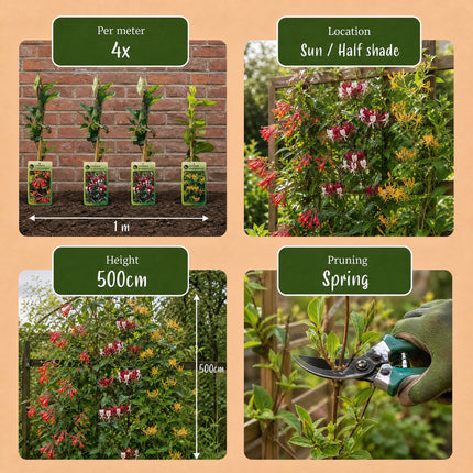 Lonicera Tricolour - Driekleurige kamperfoelie 9x - Rood - Paars - Oranje - Geel - Klimplant - Ø9cm - ↕35cm