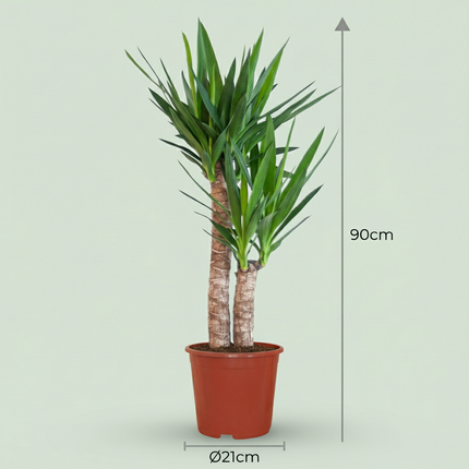 Yucca (Palmlelie) - Yucca Elephantipes - ↕80-90cm - Ø21cm