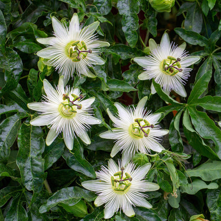 Passionflower - Passiflora Avalanche - White Flower - ↕40cm - Ø11cm - 2x