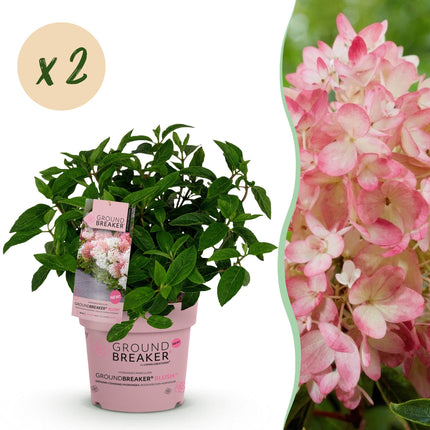 Hydrangea panniculata Groundbreaker Blush - Plume Hydrangea - Pink - ↕20-25cm - Ø14cm - 2x