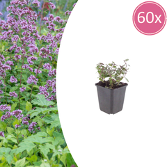 Collection image for: Marjolein Plant