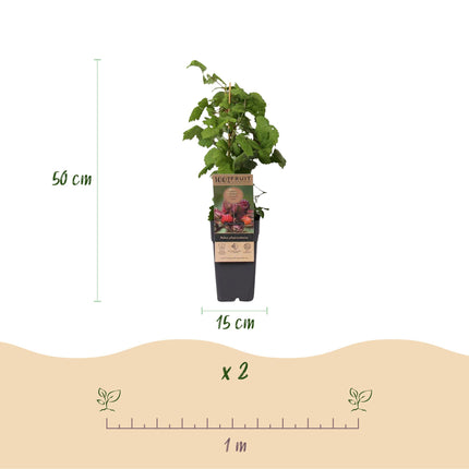 Rubus phoenicolasius - Lampone giapponese - Resistente - Rosso brillante - 2 piante - Vaso da 15 cm - Altezza 50 cm