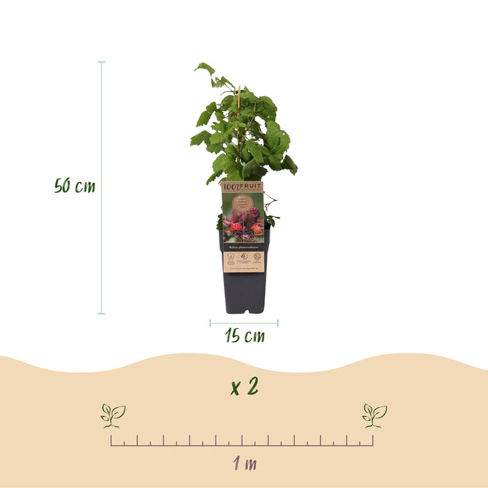 Rubus phoenicolasius - Japanse wijnbes - Fel Rode Framboos - ↕50cm - Ø15cm - 2x