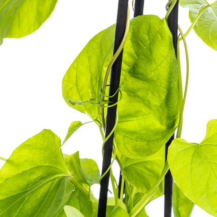 Dreifarbige Prunkwinde (Ipomoea tricolor Heavenly Blue) - ↕60cm - Ø13 cm - 4x