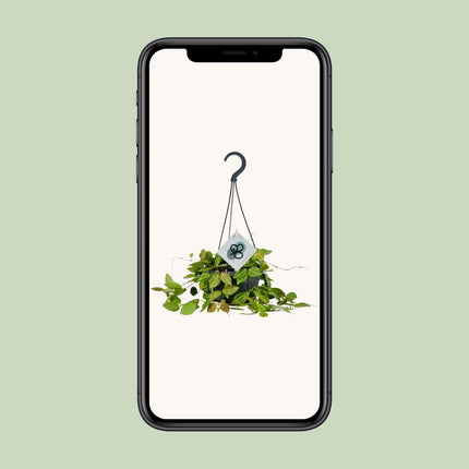 Dischidia Ovata – Ø14cm – ↕40cm