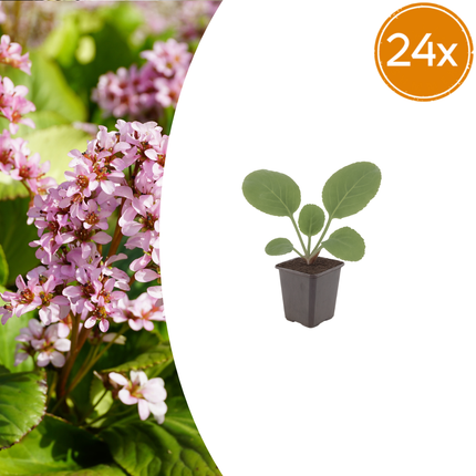 Bergenia cordifolia - Schoenlappersplant - ↕10-25cm - Ø9cm - 24x