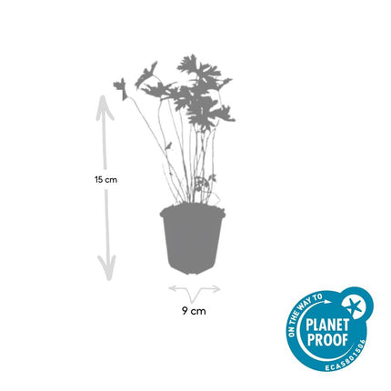 Geranium 'Johnson's Blue' - Ooievaarsbek - ↕10-25cm - Ø9cm - 24x