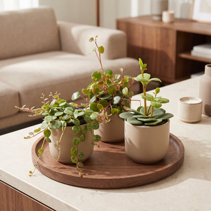 Baby Peperomia Mix 3x - Groen - Rood - Tropisch - Ø6cm - ↕5-15cm