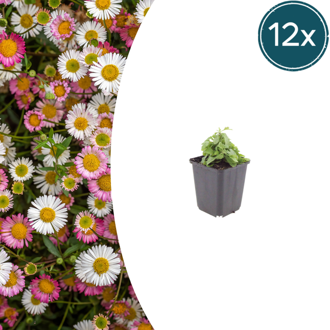 Erigeron karvinskianus - Muurfijnstraal - ↕10-25cm - Ø9cm - 12x