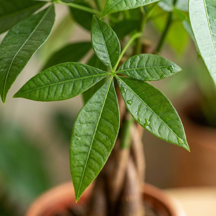 Pachira Aquatica - Geldboom - ↕40-50cm - Ø12cm