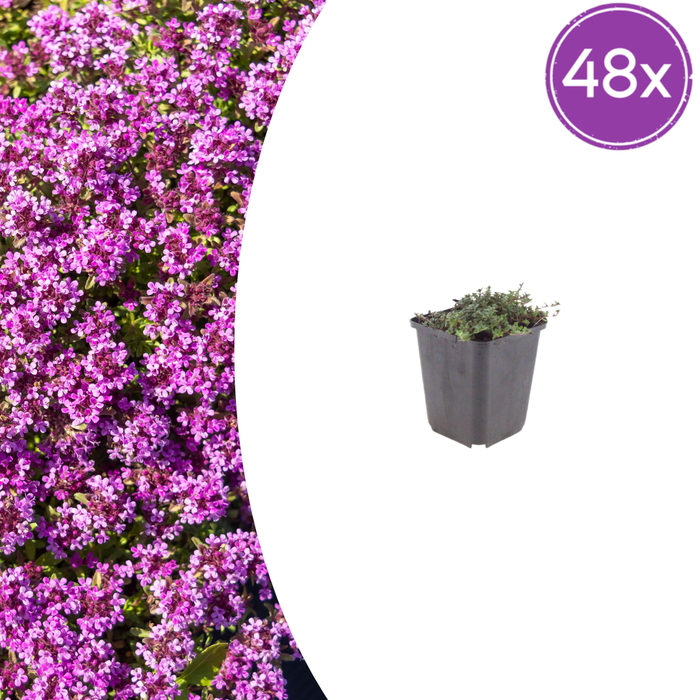 Thymus praecox 'Coccineus' - Kruiptijm - ↕10-25cm - Ø9cm - 48x