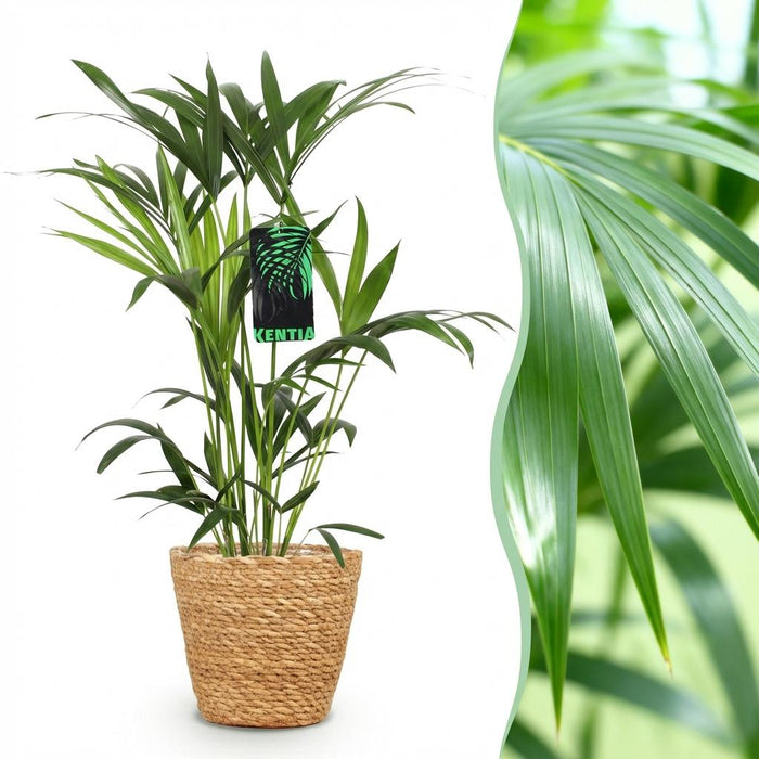 Howea Forsteriana - Kentia Palm - met Mand - ↕80-85cm - Ø19cm