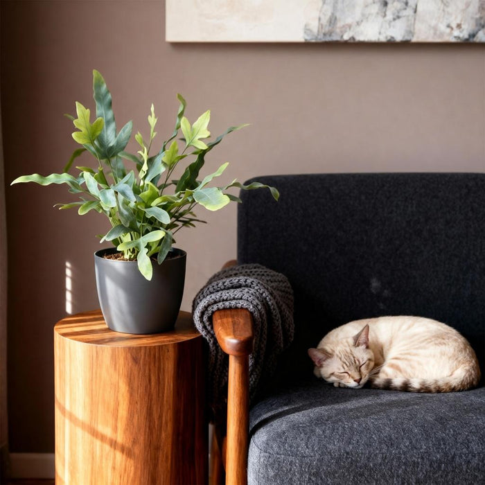 Phlebodium aureum Blue Star - Blauwe Varen - met grijze plantenpot - ↕25cm - Ø12cm