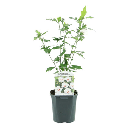Hibiscus syriacus 'Red Heart' - Fleur blanche à cœur rouge - 1 plant - Caduc - Peu d'entretien - Pot de 17 cm - Hauteur : 45 cm