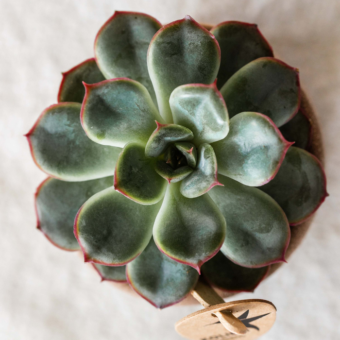 Kolibri Greens - set van 4 groene planten - groene kamerplant - Ø6cm