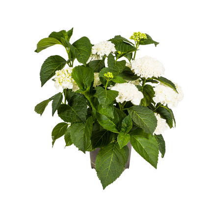 Hortensia Macrophylla Hvid Ø24cm - ↕70 - 80cm