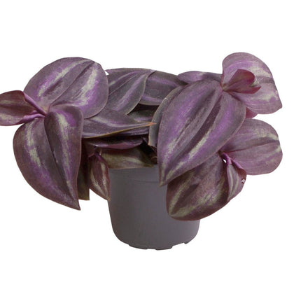 Tradescantia Purple Joy -  Paars - Roze - Tropisch - Ø6cm - ↕5cm