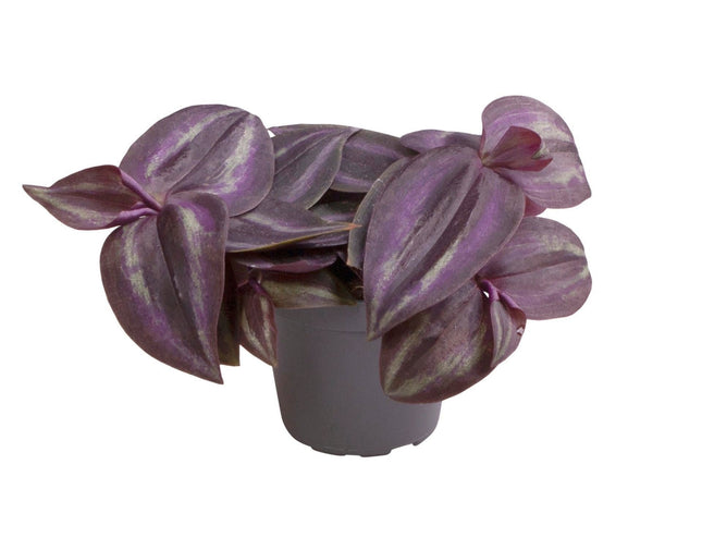Tradescantia Purple Joy -  Paars - Roze - Tropisch - Ø6cm - ↕5cm