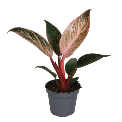 Philodendron Pink Bikini - Groen - Roze - Tropisch - Ø6cm - ↕10cm