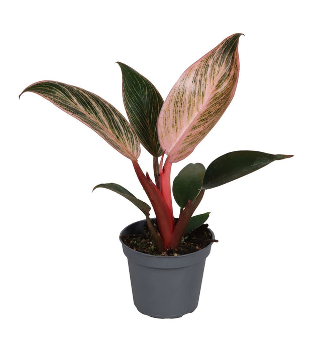 Philodendron Pink Bikini - Groen - Roze - Tropisch - Ø6cm - ↕10cm