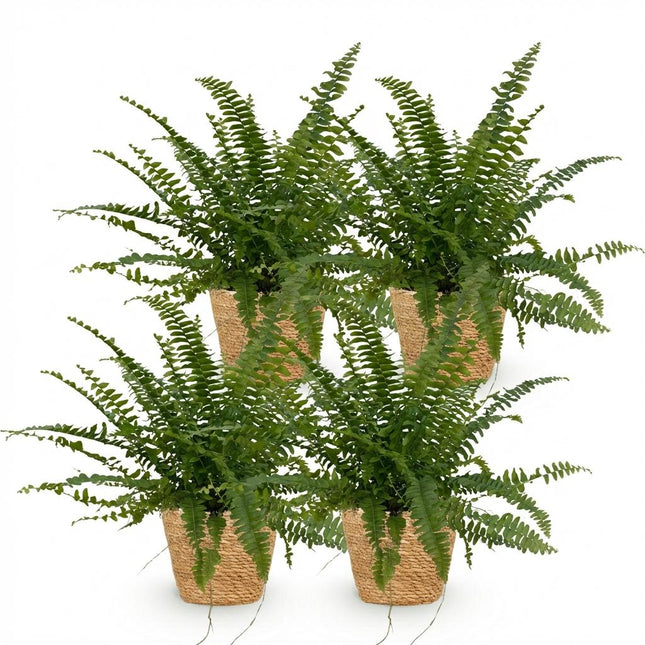 Nephrolepsis exaltata Green Lady - Felce - con cestino - ↕25cm - Ø12cm - 4x