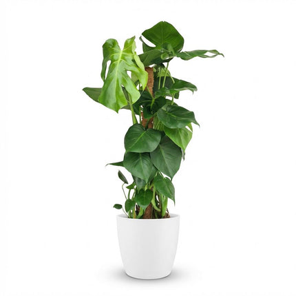 Monstera Deliciosa moss tip - roślina o wyglądzie sera szwajcarskiego - w białej doniczce - ↕90cm - Ø19cm