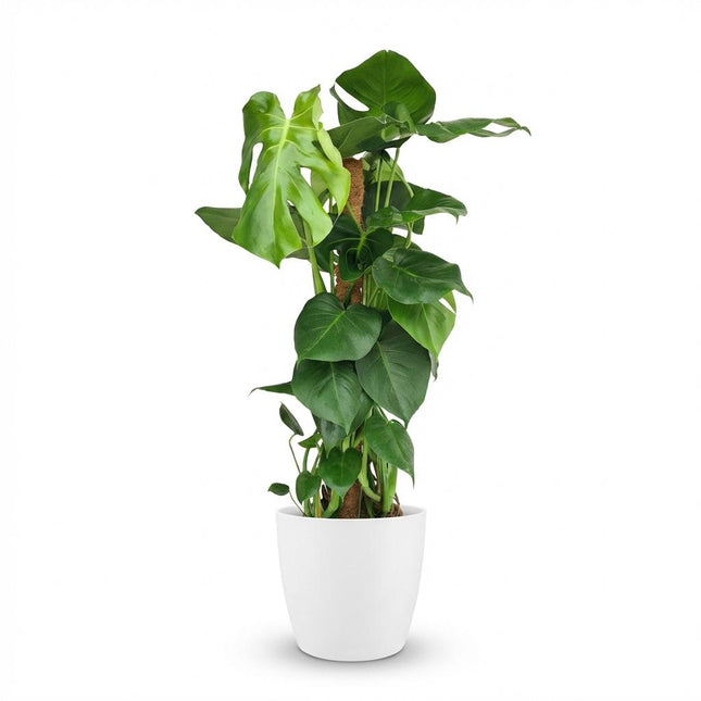 Monstera Deliciosa moss tip - roślina o wyglądzie sera szwajcarskiego - w białej doniczce - ↕90cm - Ø19cm