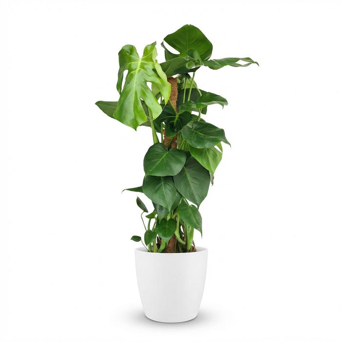 Monstera Deliciosa mosstok - Gatenplant - met witte pot - ↕90cm - Ø19cm