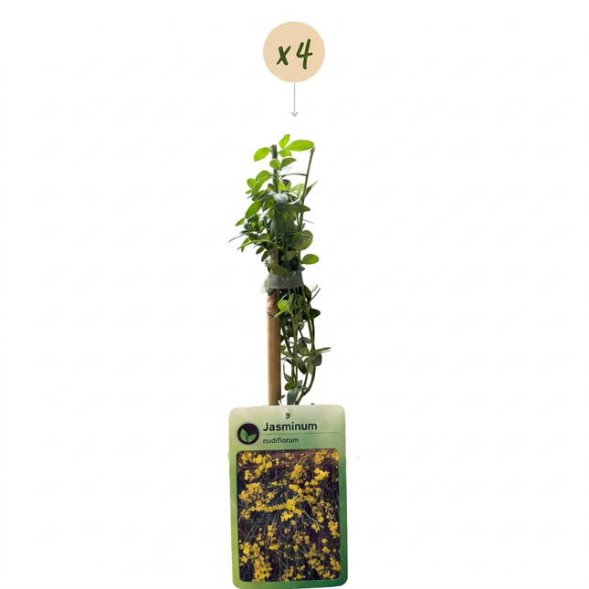 Jasminum nudiflorum - Winterjasmijn 4x - Geel - Klimplant - Ø9cm - ↕35cm
