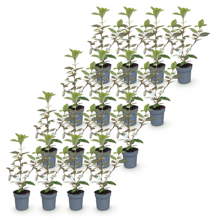 Eleagnus ebbingei Compacta - Olijfwilg - 16x Haagplanten - Groenblijvend - Grijs - Pot 9cm - Hoogte 25-35cm