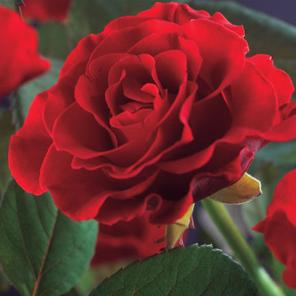 Kletterrose – Rosa Paul Scarlet Climber – Rote Blüten – Pflegeleicht – 2 Pflanzen – Topf: 11 cm – Höhe: 40 cm