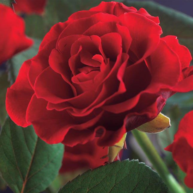 Kletterrose – Rosa Paul Scarlet Climber – Rote Blüten – Pflegeleicht – 2 Pflanzen – Topf: 11 cm – Höhe: 40 cm