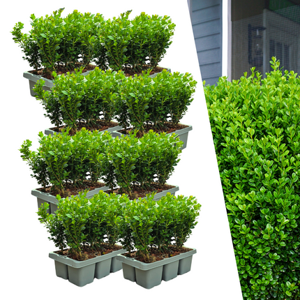 Buxus NewGen Freedom – 8x6 pakke - Hårdføre stedsegrønne buske 48 x ↕15cm - Ø7cm - Kompakt buksbom
